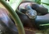 Савуанский водяной питон или белоглаз