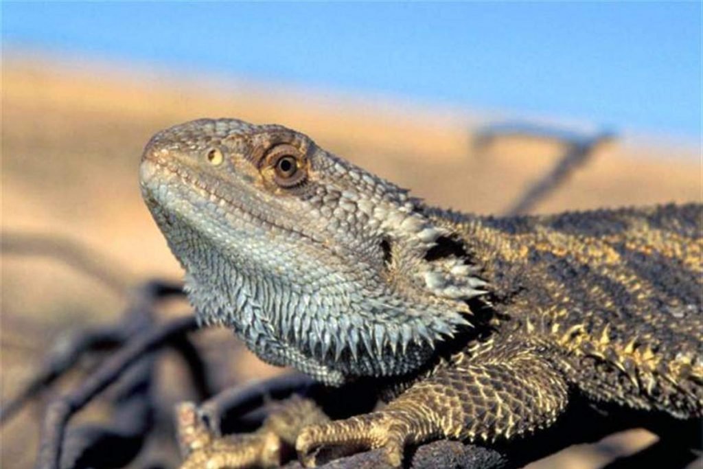 Бородатая агама (Pogona vitticeps).