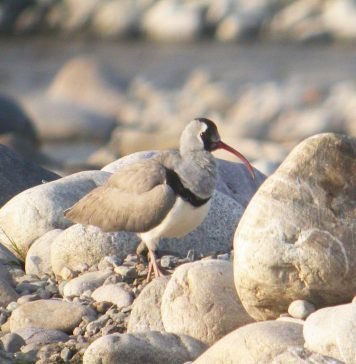 Серпоклюв — реликтовый обитатель Тибета