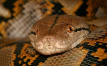 Сетчатый питон – машина для убийств