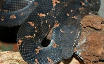 Шершавая кандоя или гадюковый удав