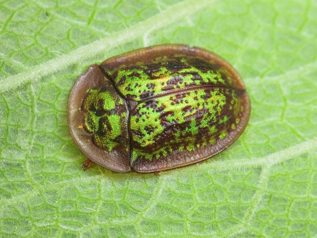 Щитоноска шалфейная (Cassida canaliculata). Щитоноска шалфейная (Cassida canaliculata).