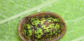 Щитоноска или Жук-черепаха: что за насекомое?