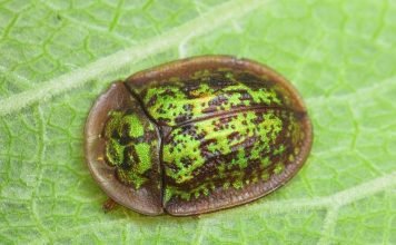 Щитоноска или Жук-черепаха: что за насекомое?