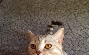 Шотландская прямоухая кошка (скоттиш страйт): характеристика породы