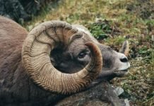 Снежный баран — гордый трофей охотников