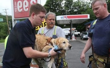 Собака-поводырь спасла хозяйку ценой собственного здоровья