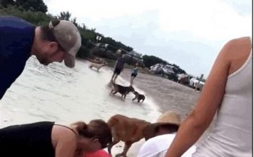 Во Флориде утопающую собаку спасли дыханием «рот в рот».