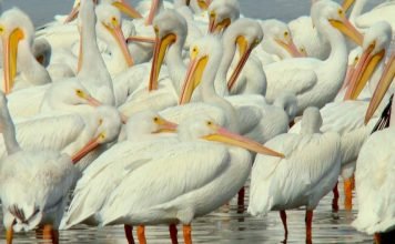 В Панаме обнаружена гигантская стая пеликанов