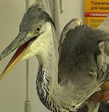 В Улан-Удэ строители спасли раненую цаплю