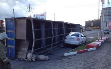 В набережных Челнах в ДТП погибло шесть свиней