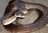 Танимбарский питон – древесная змея