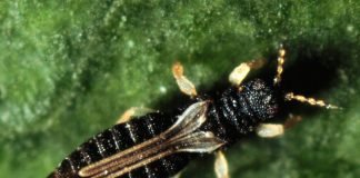 Тепличный трипс – вредитель оранжерейных и тепличных культур Тепличный трипс (Heliothrips haemorrhoidalis)