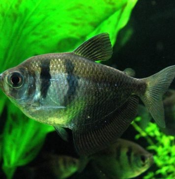 Тернеция обыкновенная — мирный аквариумный житель