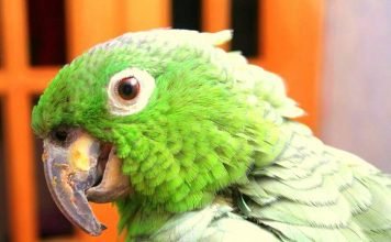 В Боливии живет самый толстый попугай