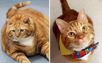 Толстый кот из Техаса похудел на 10 килограммов