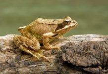 Травяная лягушка: описание, фото и видео земноводного