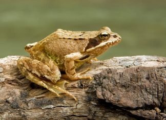 Травяная лягушка: описание, фото и видео земноводного