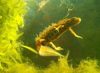 Обыкновенный тритон: как выглядит тритон? Фото.