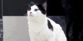 Уникальная кошка с шестью лапами