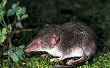 Ушастая белозубка — неусидчивая дама со скверным характером