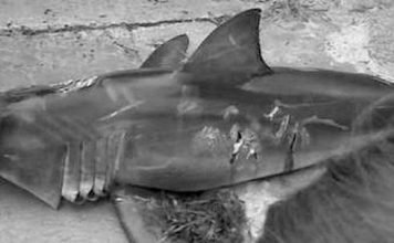 В Новой Зеландии убили большую белую акулу
