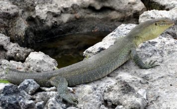 Варан Мертенса. Описание варана, фото
