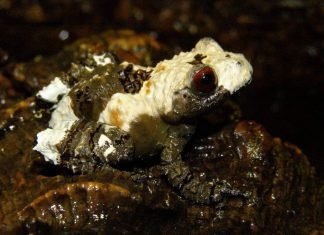 Веслоног шероховатый – небольшая террариумная лягушка