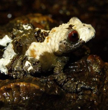 Веслоног шероховатый – небольшая террариумная лягушка