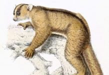 Вильчатополосый лемур – маленький мышиный лемур