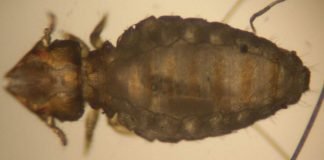 Власоеды – опасные паразиты