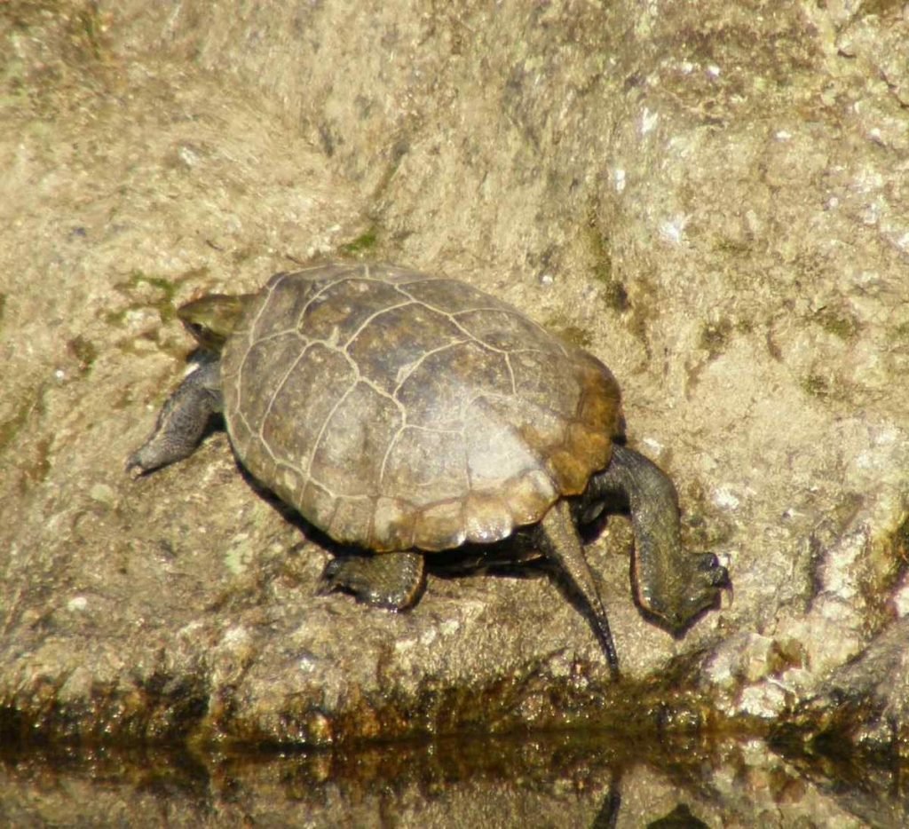 Для одной черепахи должно быть не менее десяти литров воды.