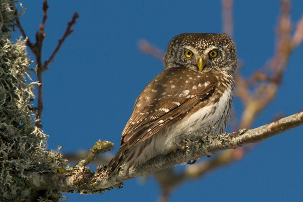 Воробьиный сыч (Glaucidium passerinum).