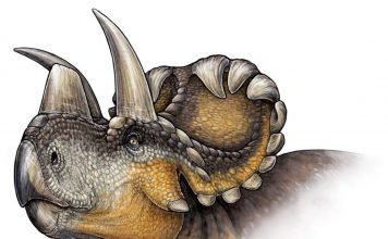 Ученые обнаружили новый вид динозавра – Вендицератопс