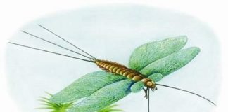 Зденекия – доисторическая бабочка