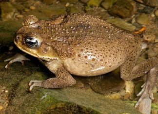 Жаба ага. Фото аги, содержание жабы