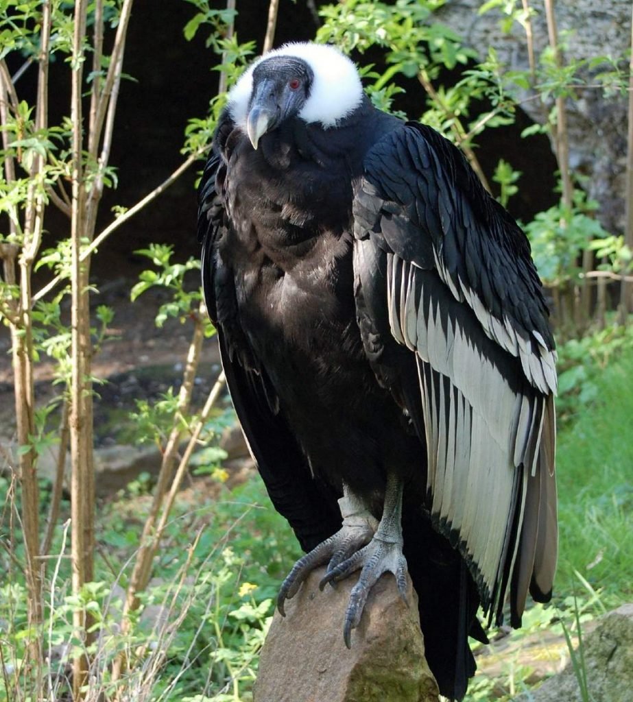 А́ндский кондор (Vultur gryphus).