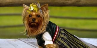 Одежда для животных: мода или необходимость?