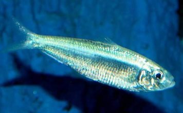 Абрауская тюлька — маленькая селедка