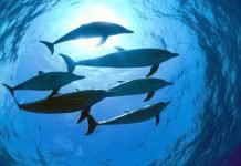 В Балтийском море замечены афалины