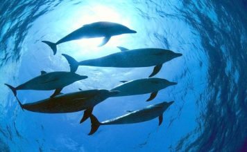 В Балтийском море замечены афалины