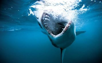 Ученые объяснили причины нападения акул на людей