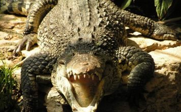 Во Флориде аллигатор откусил руку женщине во время купания