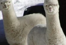 В английском доме престарелых неизвестные избили двух альпак