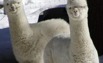 В английском доме престарелых неизвестные избили двух альпак