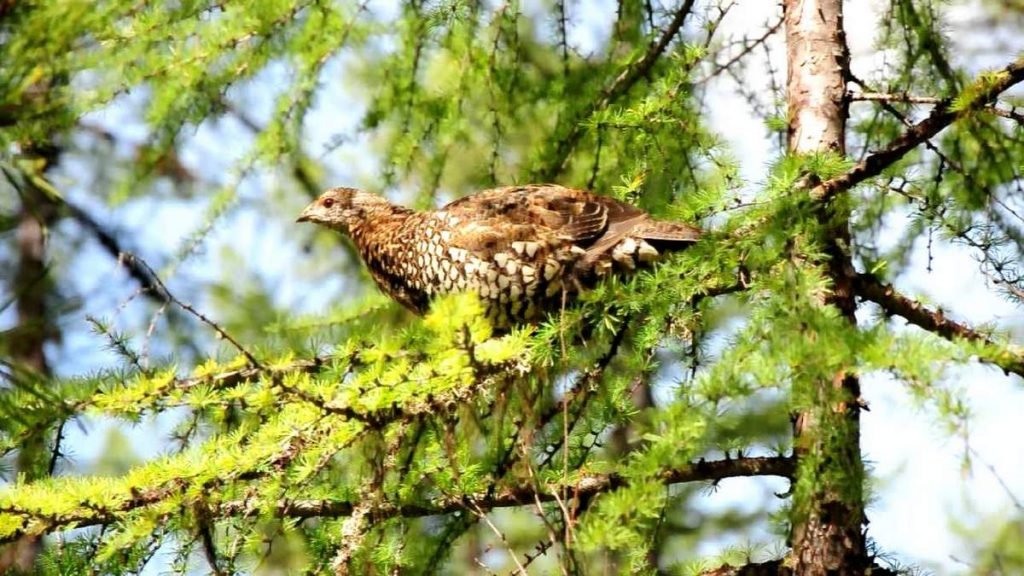 Голос азиатской дикуши очень схож с пением глухаря.