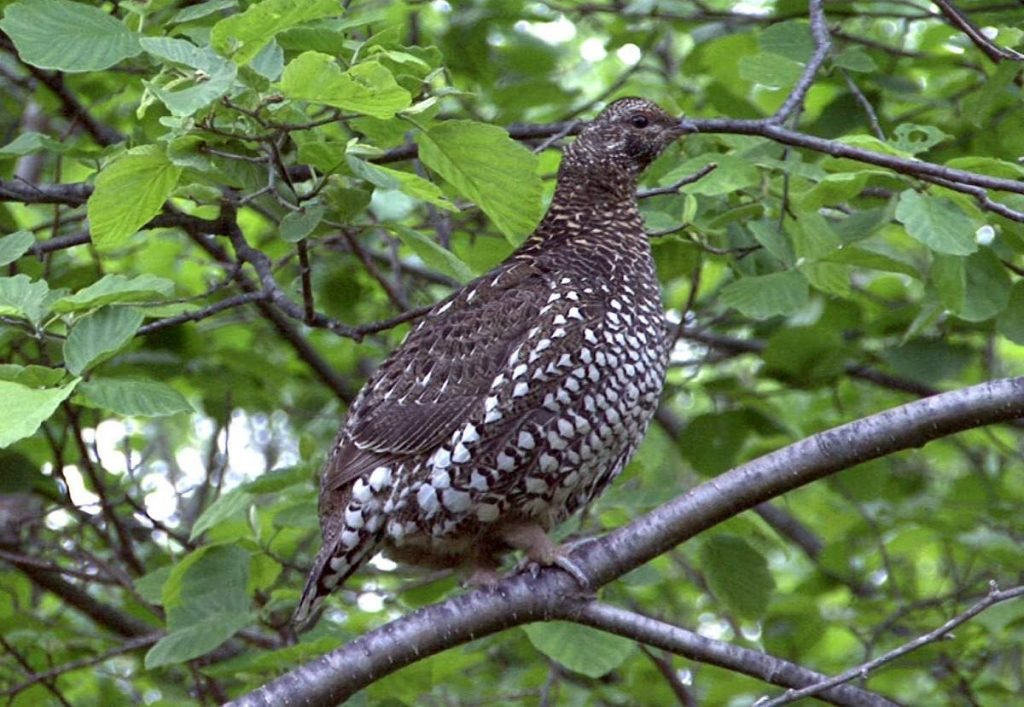 Дикуша (Falcipennis falcipennis).