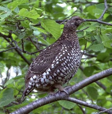Азиатская дикуша — птица из Красной книги