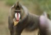 Стаи бабуинов. Как общаются обезьяны?