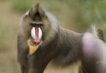 Стаи бабуинов. Как общаются обезьяны?